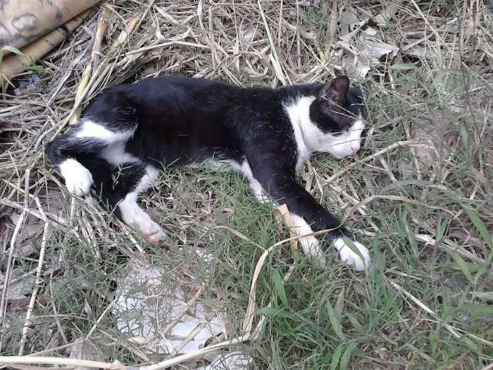 Gato ra a indefinido  idade 3 anos nome chicó