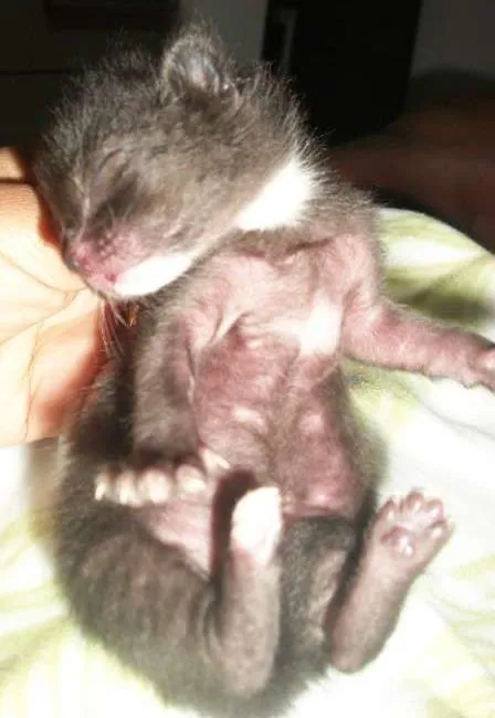 Gato ra a SRD idade 2 a 6 meses nome gato