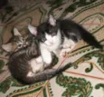 gato