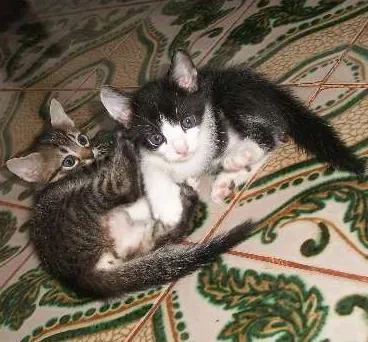 Gato ra a SRD idade 2 a 6 meses nome gato