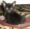 gato