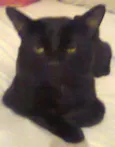 PRETO