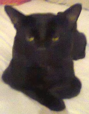 Gato raça  idade  nome PRETO