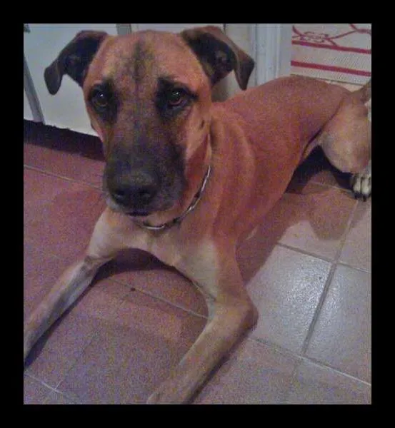 Cachorro ra a SRD idade 5 anos nome Minie