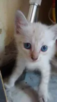 floquinho