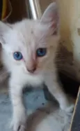 floquinho