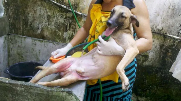 Cachorro raça SRD idade 5 anos nome JUCA