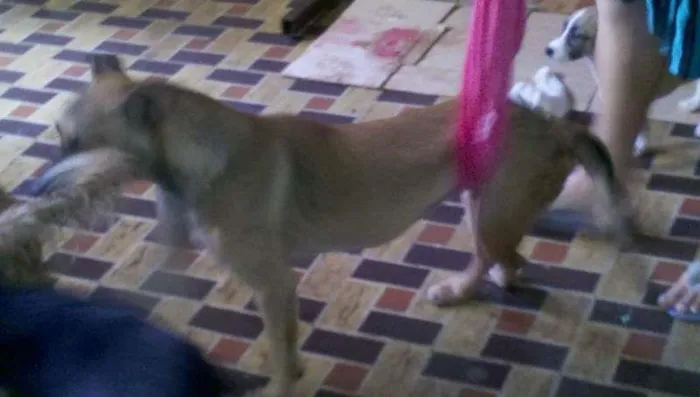 Cachorro raça SRD idade 5 anos nome JUCA