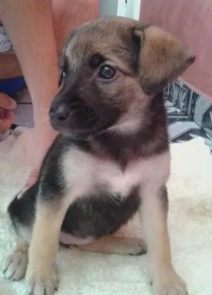 Cachorro raça Não determinada idade Abaixo de 2 meses nome Luck