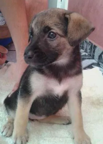 Cachorro ra a Não determinada idade Abaixo de 2 meses nome Luck