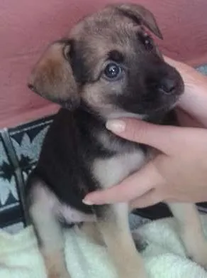 Cachorro ra a Não determinada idade Abaixo de 2 meses nome Luck