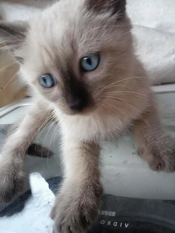 Gato ra a não sei idade 2 a 6 meses nome Castiely