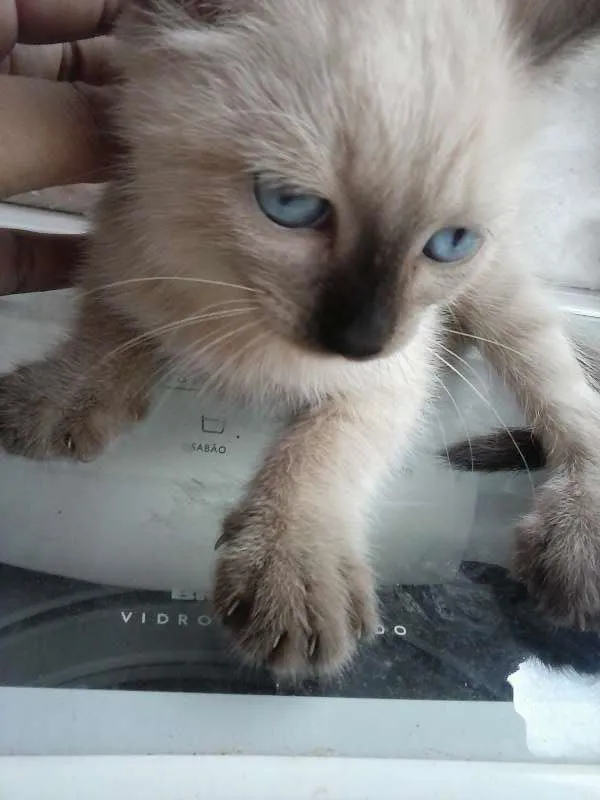 Gato ra a não sei idade 2 a 6 meses nome Castiely