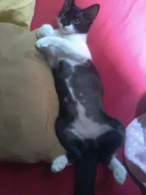 Gato raça Vira-lata idade 2 anos nome Daia e Daynha