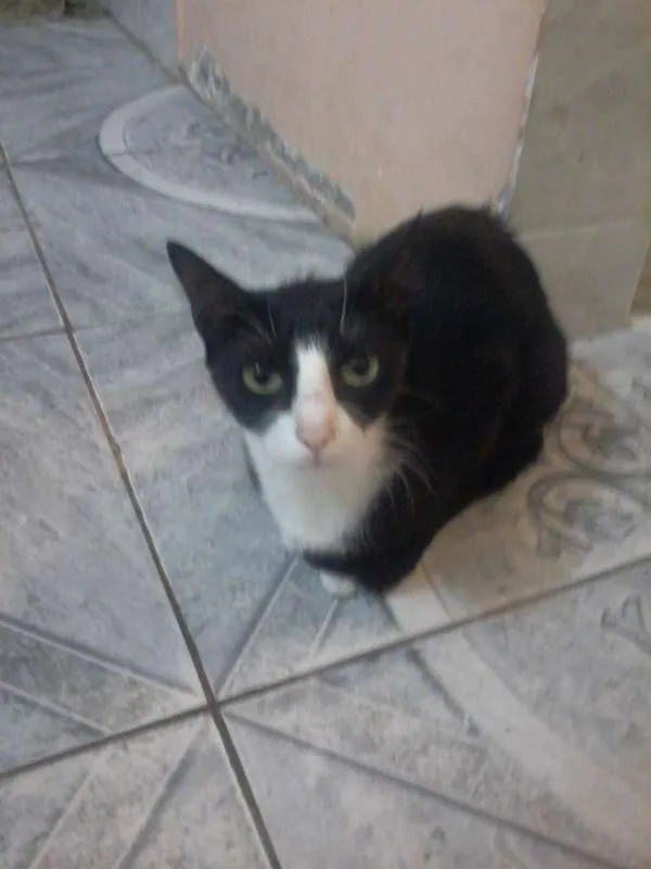Gato raça Vira-lata idade 2 anos nome Daia e Daynha