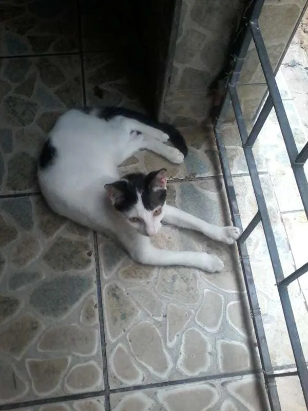 Gato raça Vira-lata idade 2 a 6 meses nome Branquinho