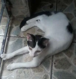 Gato raça Vira-lata idade 2 a 6 meses nome Branquinho