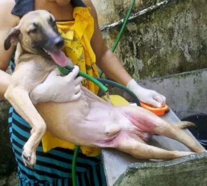 Cachorro raça SRD idade 5 anos nome JUCA