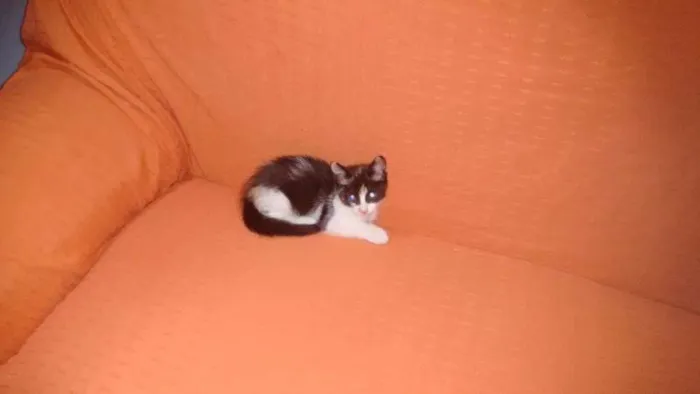 Gato raça viralata idade 2 a 6 meses nome Filhotes