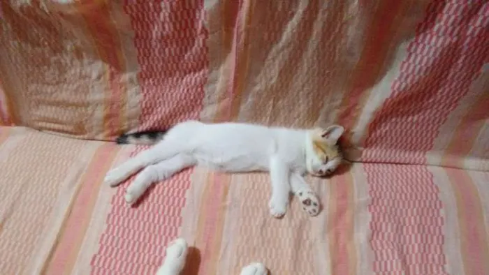 Gato raça viralata idade 2 a 6 meses nome Filhotes