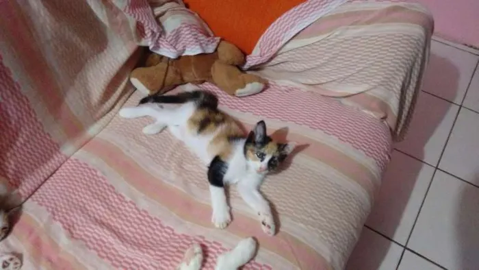 Gato raça viralata idade 2 a 6 meses nome Filhotes