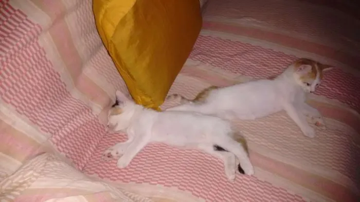 Gato raça viralata idade 2 a 6 meses nome Filhotes