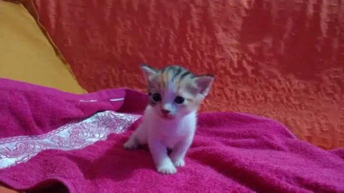 Gato raça viralata idade 2 a 6 meses nome Filhotes