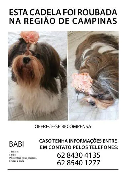 Cachorro ra a Shih Tzu idade 2 anos nome Babi