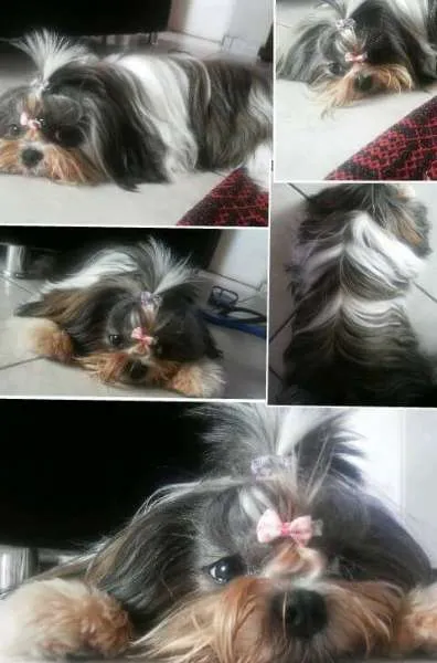 Cachorro ra a Shih Tzu idade 2 anos nome Babi