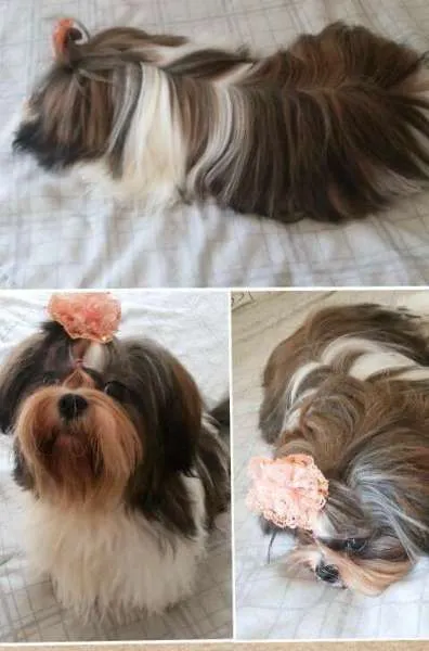 Cachorro ra a Shih Tzu idade 2 anos nome Babi