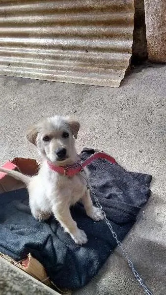 Cachorro ra a Vira-late idade 2 a 6 meses nome Pomada