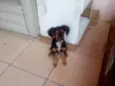 Tica