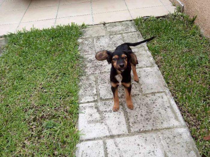 Cachorro ra a indefinida idade 2 a 6 meses nome Tica