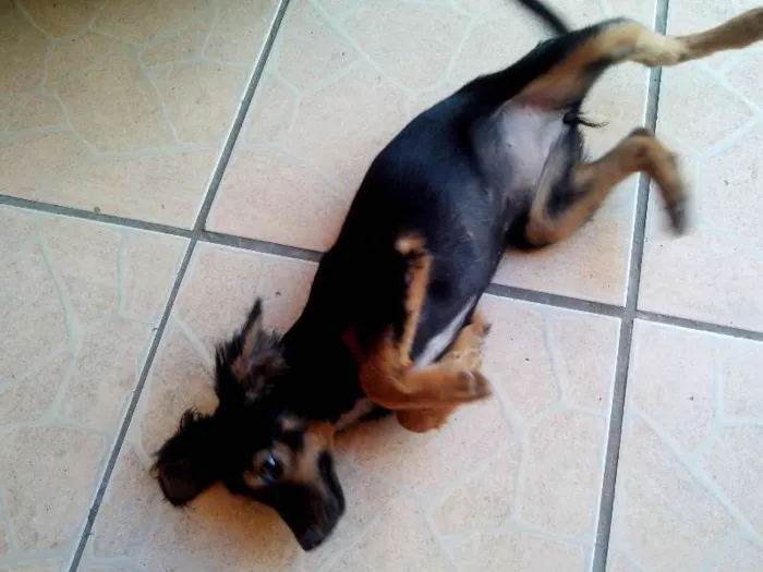 Cachorro ra a indefinida idade 2 a 6 meses nome Tica