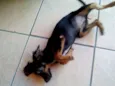 Tica