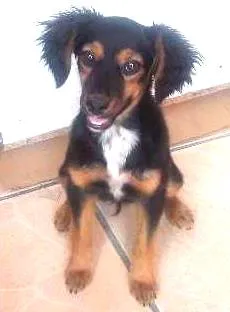 Cachorro ra a indefinida idade 2 a 6 meses nome Tica