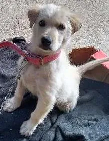 Cachorro raça Vira-late idade 2 a 6 meses nome Pomada