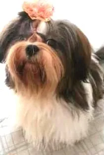 Cachorro raça Shih Tzu idade 2 anos nome Babi