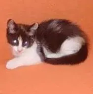 Gato raça viralata idade 2 a 6 meses nome Filhotes