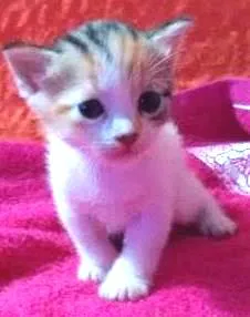 Gato raça viralata idade 2 a 6 meses nome Filhotes