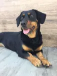 Pretinha