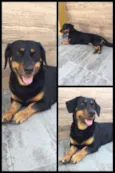 Pretinha