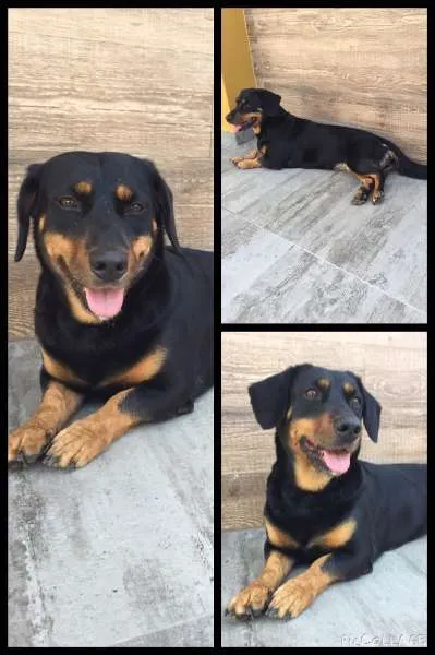Cachorro ra a  idade  nome Pretinha
