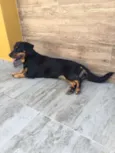 Pretinha