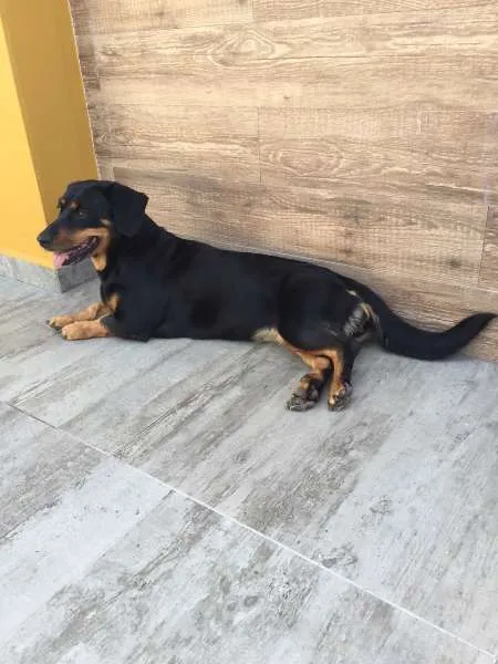 Cachorro ra a  idade  nome Pretinha
