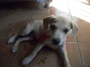 Cachorro raça SRD idade 2 a 6 meses nome Melo