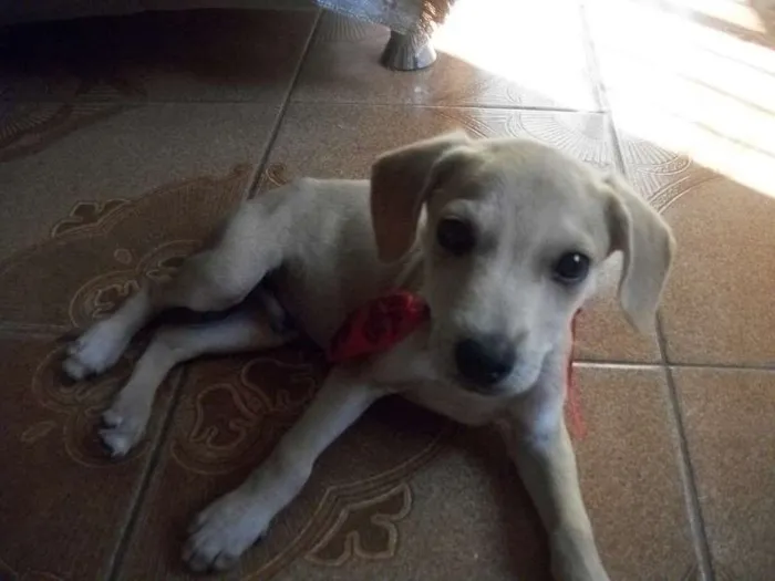 Cachorro ra a SRD idade 2 a 6 meses nome Melo