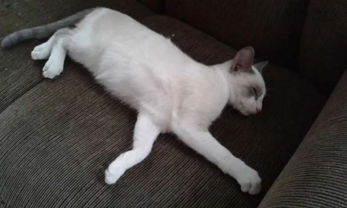 Gato ra a SRD idade 2 a 6 meses nome SHAY E ZEUS