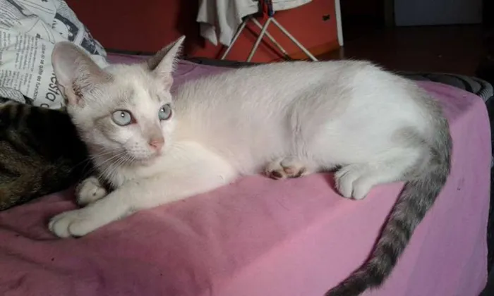 Gato ra a SRD idade 2 a 6 meses nome SHAY E ZEUS