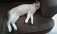 SHAY E ZEUS